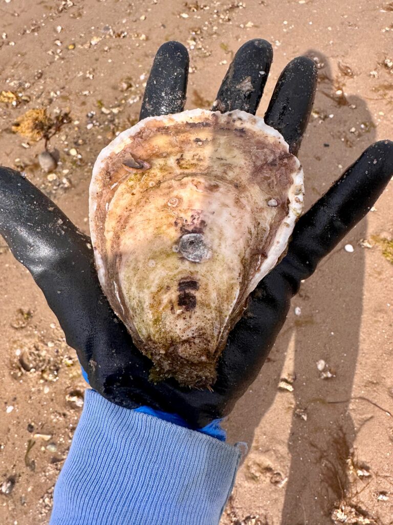 large wellfleet oyster