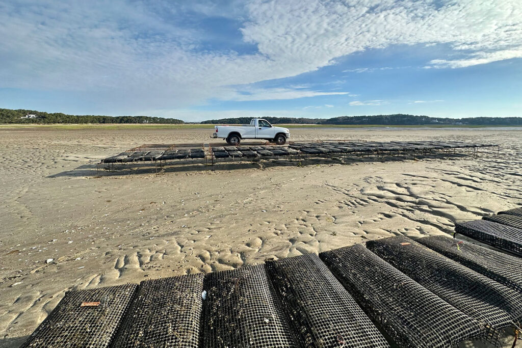 indian neck oysters wellfleet